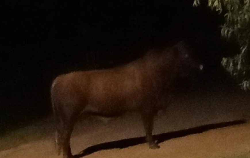 Imagen de El Concejo Municipal pidi&oacute; informes por la presencia de animales sueltos y el caso del toro que recorre la ciudad