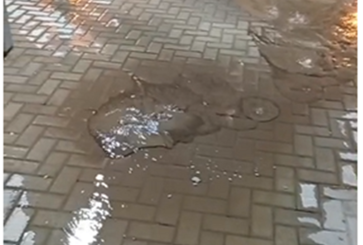 Foto: captura de pantalla video