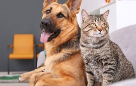 Imagen de &Uacute;ltima campa&ntilde;a de castraciones y vacunaci&oacute;n antirr&aacute;bica del a&ntilde;o