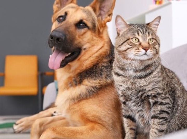 Imagen de &Uacute;ltima campa&ntilde;a de castraciones y vacunaci&oacute;n antirr&aacute;bica del a&ntilde;o