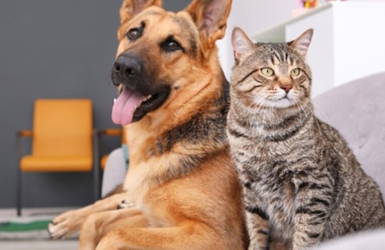 Imagen de &Uacute;ltima campa&ntilde;a de castraciones y vacunaci&oacute;n antirr&aacute;bica del a&ntilde;o