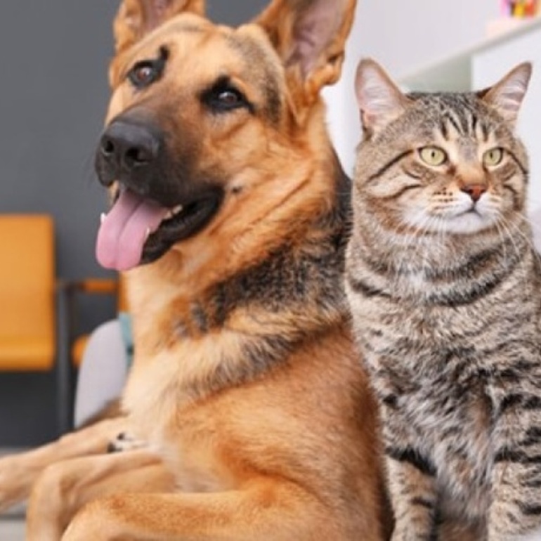 Imagen de &Uacute;ltima campa&ntilde;a de castraciones y vacunaci&oacute;n antirr&aacute;bica del a&ntilde;o