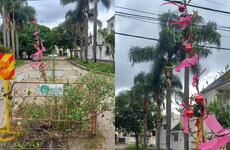 Imagen de Iron&iacute;a navide&ntilde;a en Santa Fe: vecinos decoran un bache como &aacute;rbol de Navidad ante la falta de respuestas