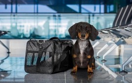 Imagen de El Gobierno nacional habilit&oacute; el traslado de mascotas en servicios de larga distancia