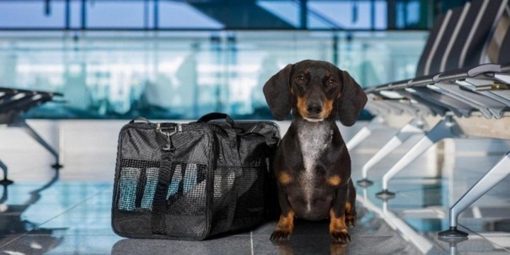 Imagen de El Gobierno nacional habilit&oacute; el traslado de mascotas en servicios de larga distancia