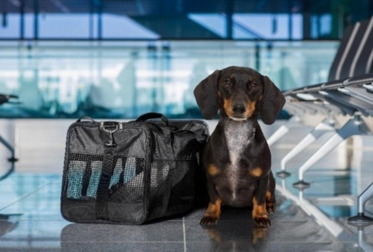 Imagen de El Gobierno nacional habilit&oacute; el traslado de mascotas en servicios de larga distancia