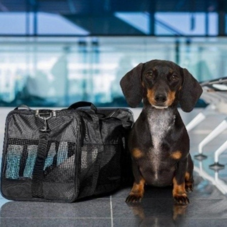 Imagen de El Gobierno nacional habilit&oacute; el traslado de mascotas en servicios de larga distancia