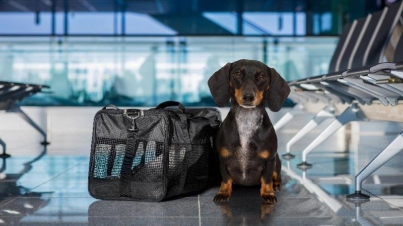 Imagen de El Gobierno nacional habilit&oacute; el traslado de mascotas en servicios de larga distancia
