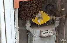 Imagen de Vecina reclama falta de intervenci&oacute;n municipal ante un panal de abejas en un gabinete de gas