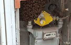 Imagen de Vecina reclama falta de intervenci&oacute;n municipal ante un panal de abejas en un gabinete de gas