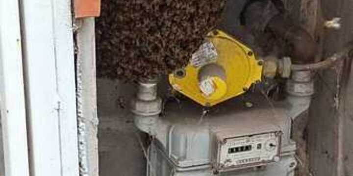 Imagen de Vecina reclama falta de intervenci&oacute;n municipal ante un panal de abejas en un gabinete de gas