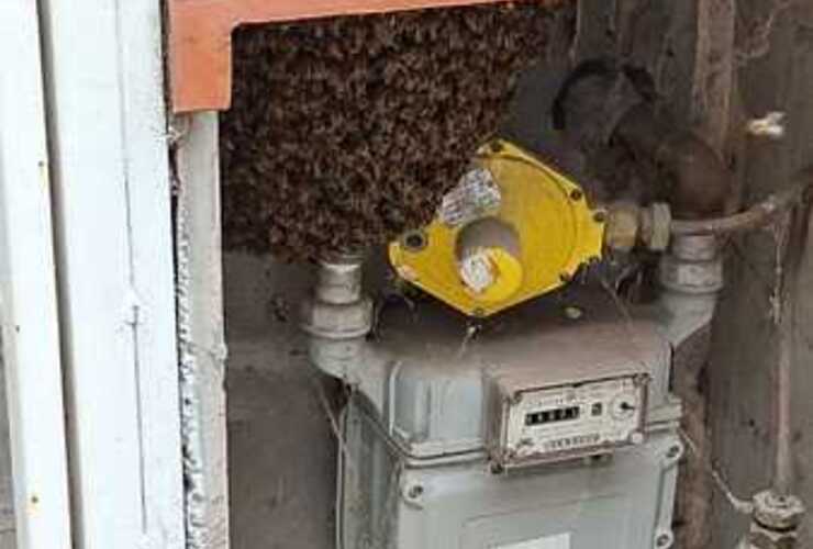 Imagen de Vecina reclama falta de intervenci&oacute;n municipal ante un panal de abejas en un gabinete de gas