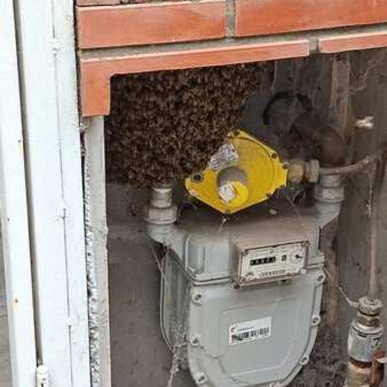 Imagen de Vecina reclama falta de intervenci&oacute;n municipal ante un panal de abejas en un gabinete de gas