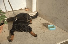 Imagen de Dolor, indignaci&oacute;n y bronca: Abandonaron a una perra en la puerta de una reconocida veterinaria