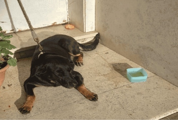 Imagen de Dolor, indignaci&oacute;n y bronca: Abandonaron a una perra en la puerta de una reconocida veterinaria