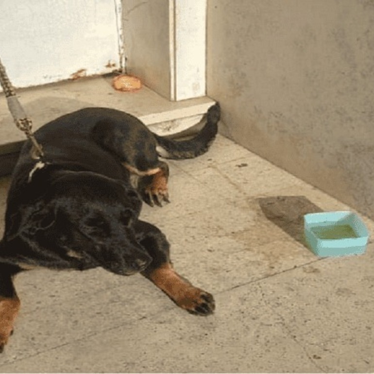 Imagen de Dolor, indignaci&oacute;n y bronca: Abandonaron a una perra en la puerta de una reconocida veterinaria