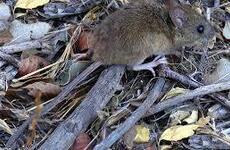 Imagen de Alerta sanitaria en la regi&oacute;n: confirman la tercera muerte por hantavirus en Santa Fe