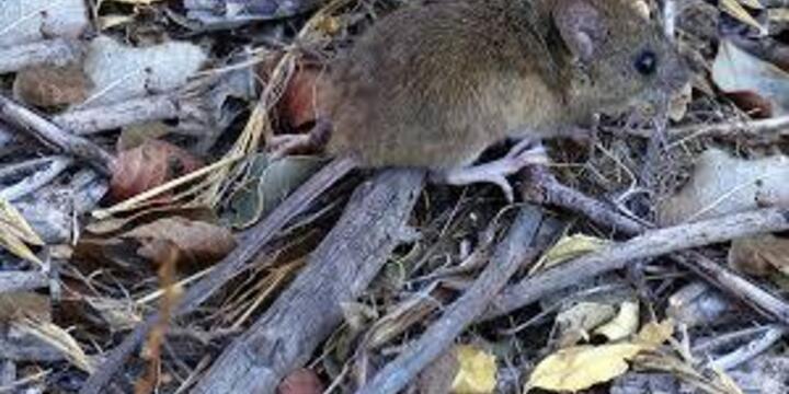 Imagen de Alerta sanitaria en la regi&oacute;n: confirman la tercera muerte por hantavirus en Santa Fe