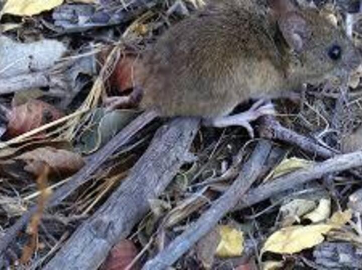 Imagen de Alerta sanitaria en la regi&oacute;n: confirman la tercera muerte por hantavirus en Santa Fe