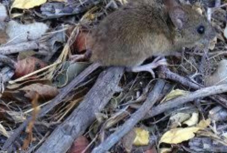 Imagen de Alerta sanitaria en la regi&oacute;n: confirman la tercera muerte por hantavirus en Santa Fe