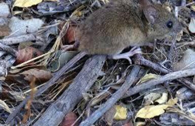 Imagen de Alerta sanitaria en la regi&oacute;n: confirman la tercera muerte por hantavirus en Santa Fe