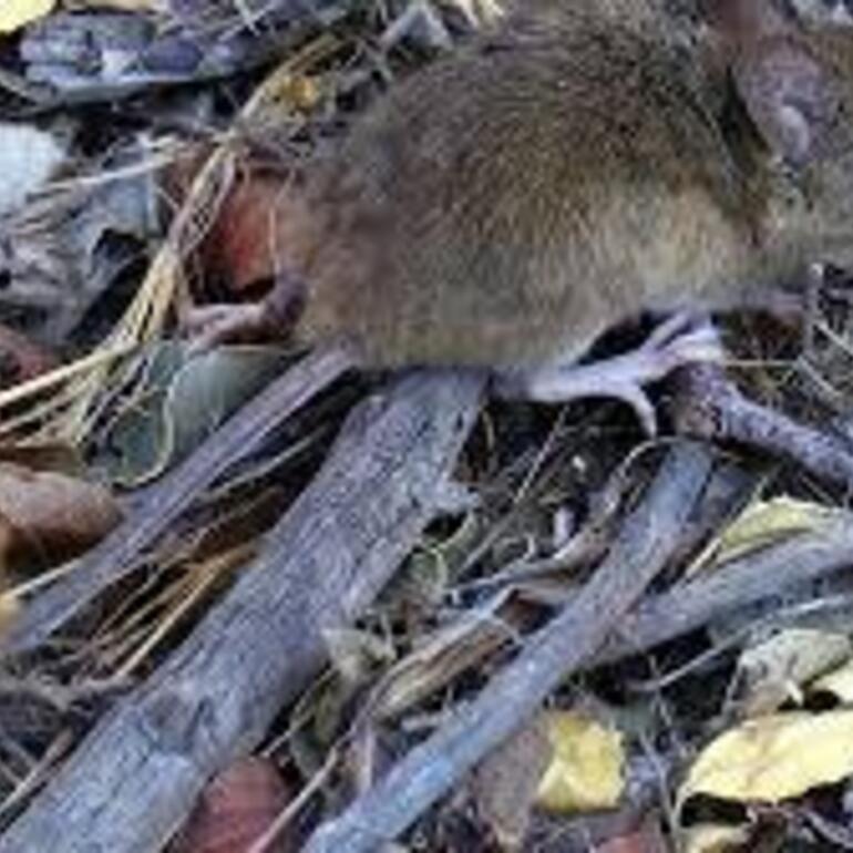 Imagen de Alerta sanitaria en la regi&oacute;n: confirman la tercera muerte por hantavirus en Santa Fe
