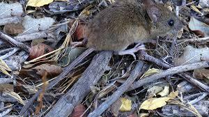 Imagen de Alerta sanitaria en la regi&oacute;n: confirman la tercera muerte por hantavirus en Santa Fe
