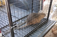 El animalito result&oacute; rescatado y liberado.