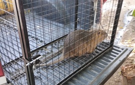 El animalito result&oacute; rescatado y liberado.