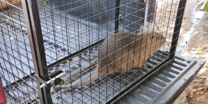 El animalito result&oacute; rescatado y liberado.