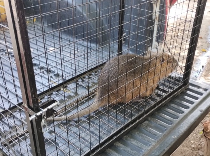 El animalito result&oacute; rescatado y liberado.