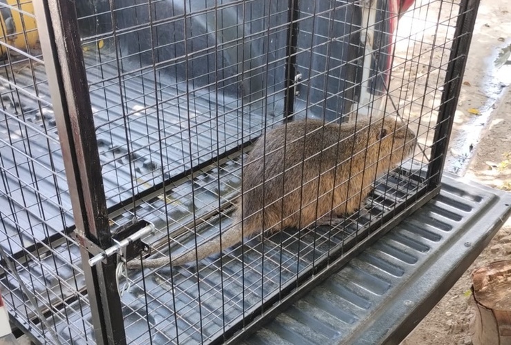 El animalito result&oacute; rescatado y liberado.
