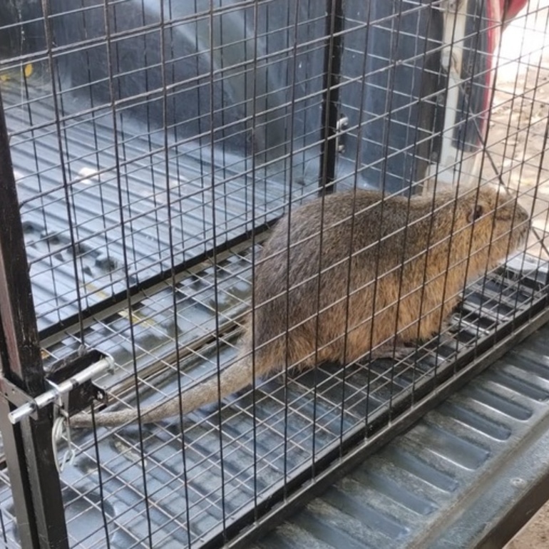 El animalito result&oacute; rescatado y liberado.