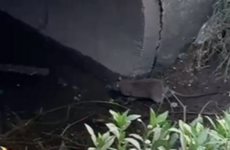 Preocupaci&oacute;n ante la invasi&oacute;n de roedores.