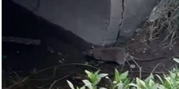 Preocupaci&oacute;n ante la invasi&oacute;n de roedores.