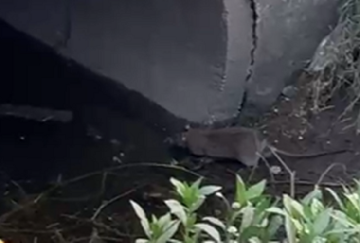 Preocupaci&oacute;n ante la invasi&oacute;n de roedores.