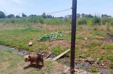 Imagen de Vecinos de calle San Mart&iacute;n al 1800 en Fighiera denuncian suciedad, roedores y abandono en la zona