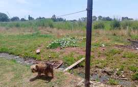 Imagen de Vecinos de calle San Mart&iacute;n al 1800 en Fighiera denuncian suciedad, roedores y abandono en la zona