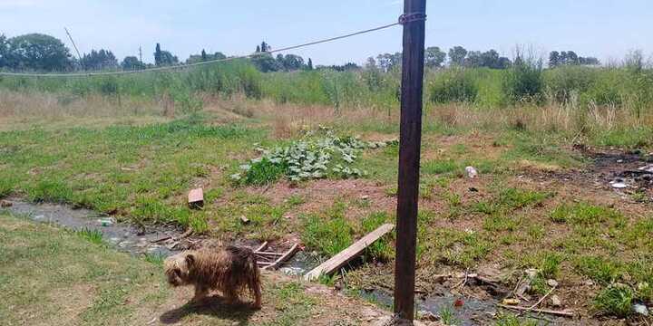 Imagen de Vecinos de calle San Mart&iacute;n al 1800 en Fighiera denuncian suciedad, roedores y abandono en la zona