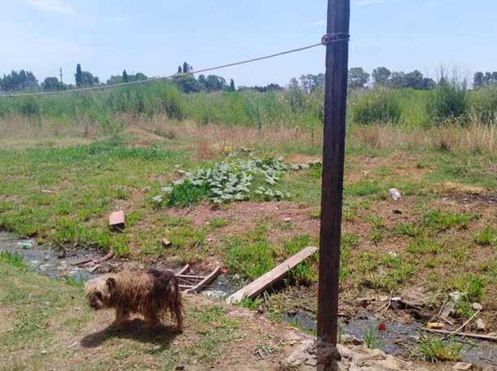 Imagen de Vecinos de calle San Mart&iacute;n al 1800 en Fighiera denuncian suciedad, roedores y abandono en la zona