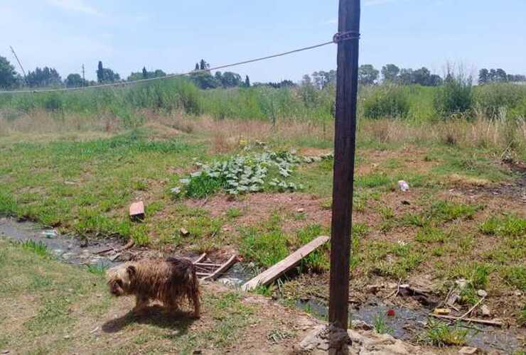 Imagen de Vecinos de calle San Mart&iacute;n al 1800 en Fighiera denuncian suciedad, roedores y abandono en la zona