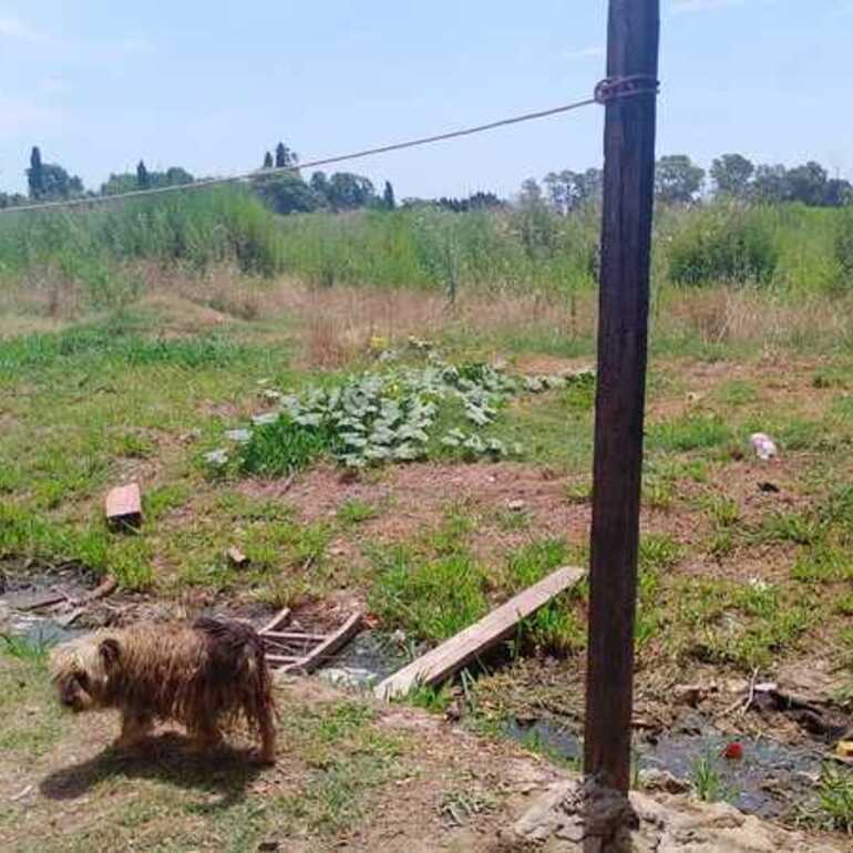 Imagen de Vecinos de calle San Mart&iacute;n al 1800 en Fighiera denuncian suciedad, roedores y abandono en la zona