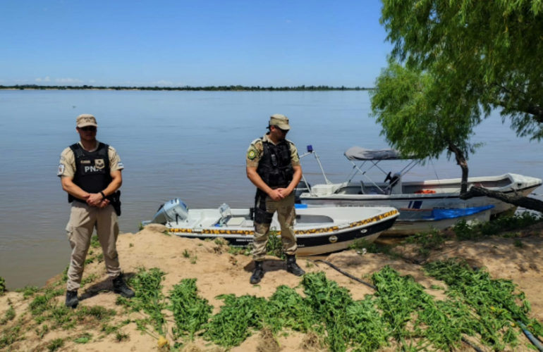 Imagen de Operativo en el Delta: secuestran plantas de marihuana en la zona de islas
