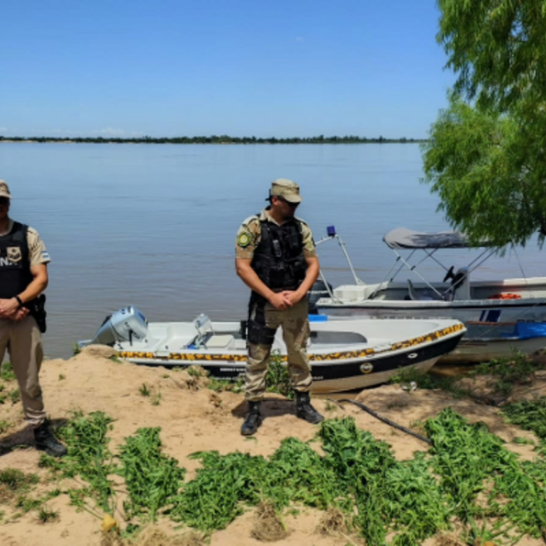 Imagen de Operativo en el Delta: secuestran plantas de marihuana en la zona de islas