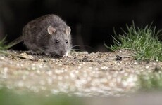 Qu&eacute; se debe tener en cuenta para prevenir casos de hantavirus.