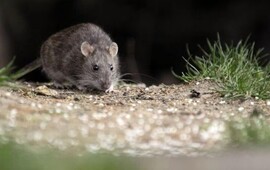 Qu&eacute; se debe tener en cuenta para prevenir casos de hantavirus.