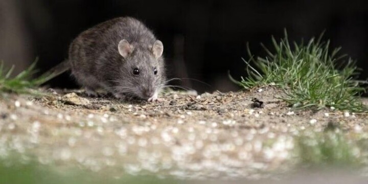 Qu&eacute; se debe tener en cuenta para prevenir casos de hantavirus.