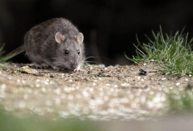 Qu&eacute; se debe tener en cuenta para prevenir casos de hantavirus.