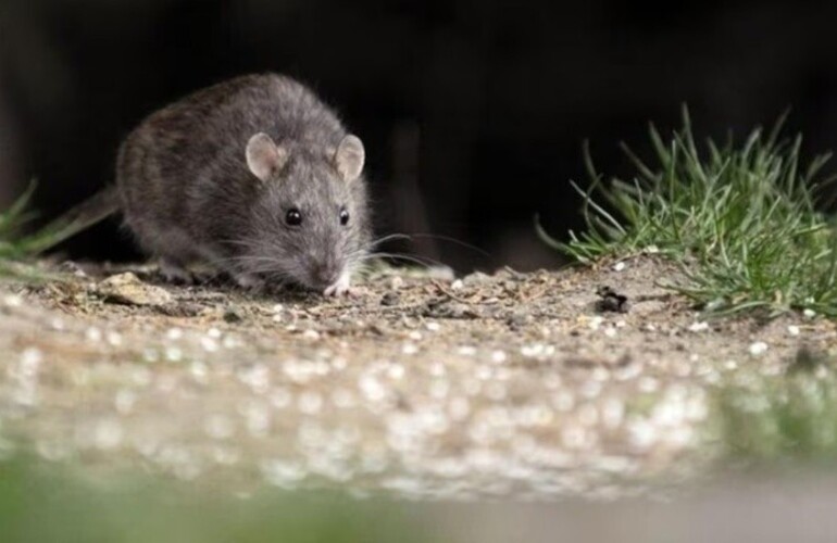 Qu&eacute; se debe tener en cuenta para prevenir casos de hantavirus.