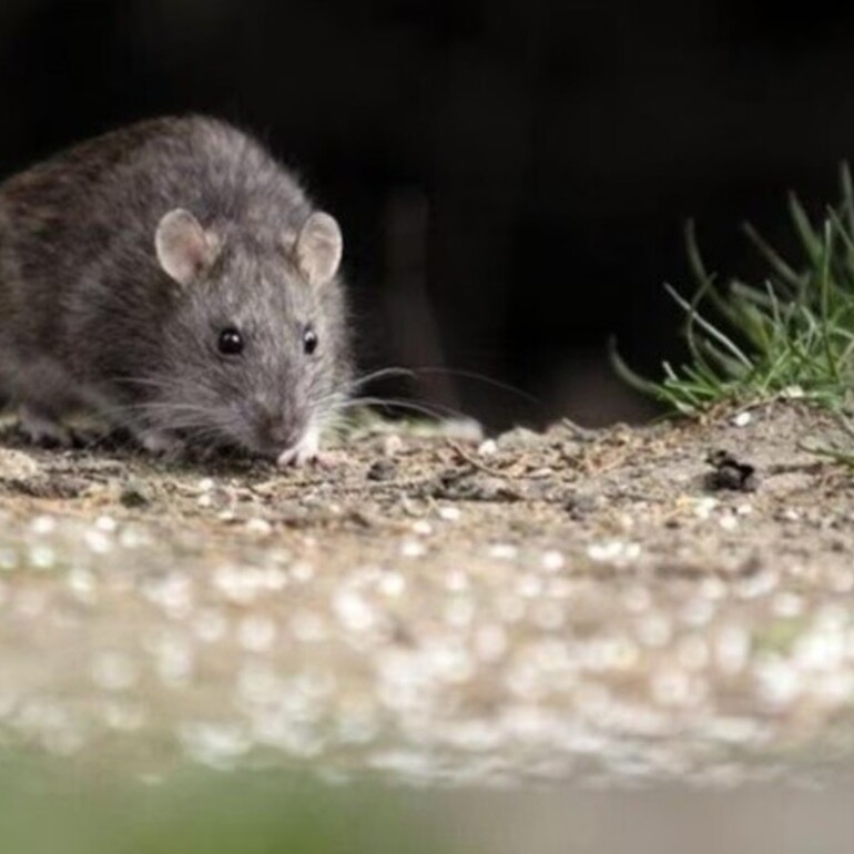 Qu&eacute; se debe tener en cuenta para prevenir casos de hantavirus.